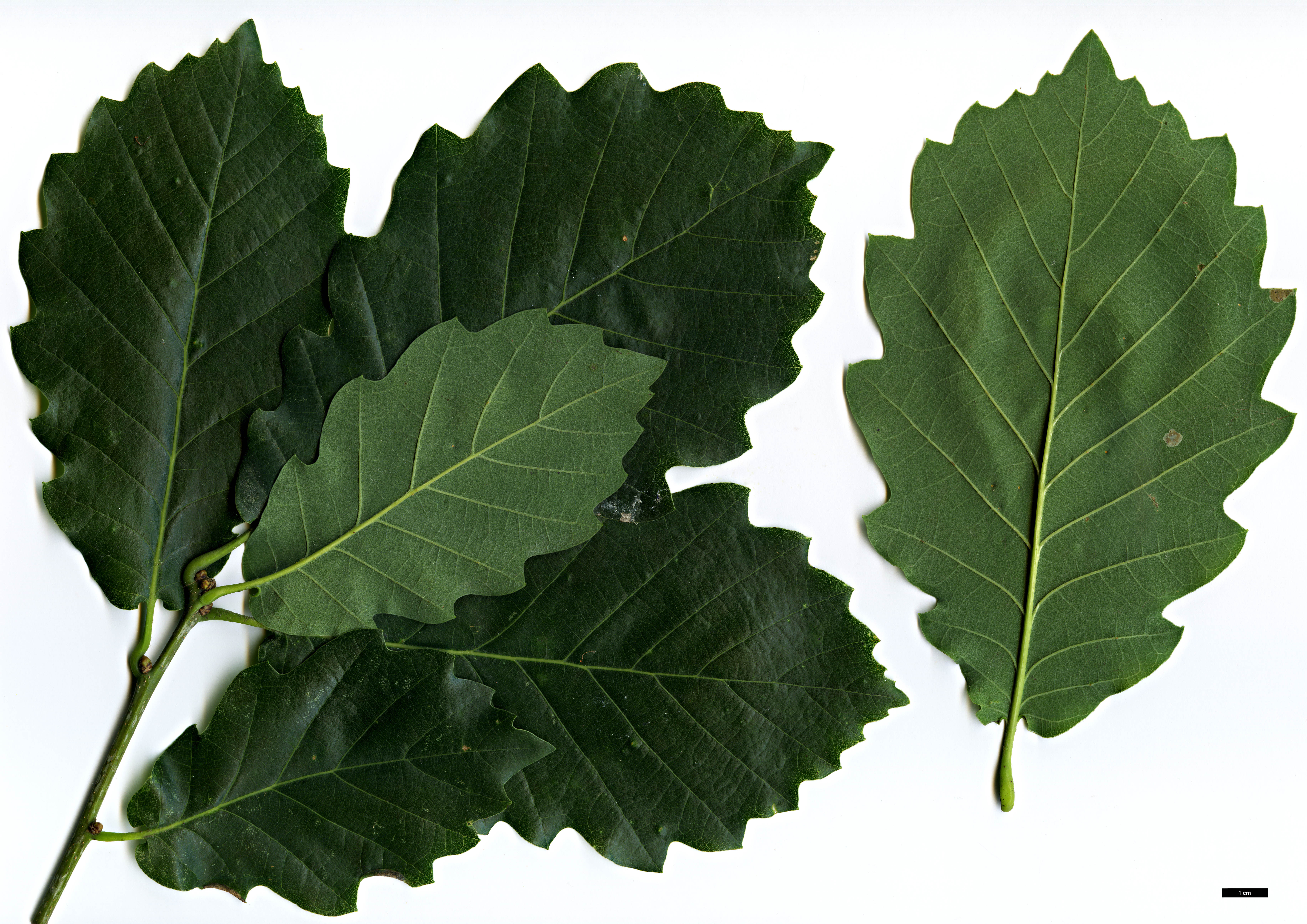 High resolution image: Family: Fagaceae - Genus: Quercus - Taxon: aliena × Q.robur